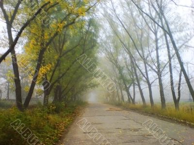 Misty road and the trees