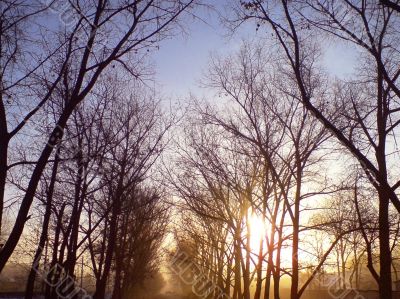Misty road and the trees