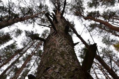 Wood fur-tree