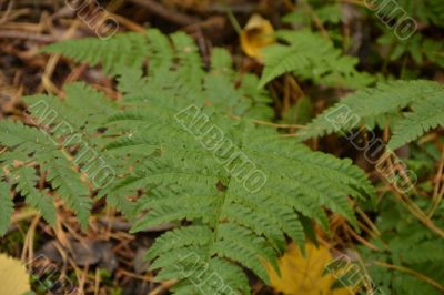 Green fern