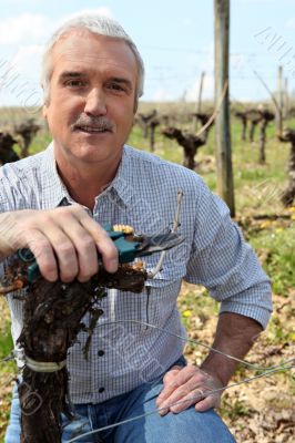man in vineyards with shears