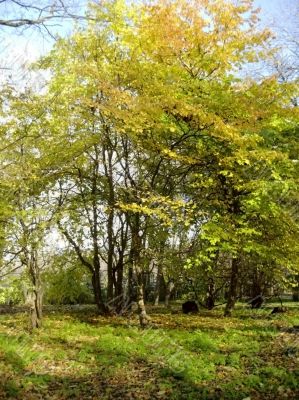 Shiny autumn day in the forest