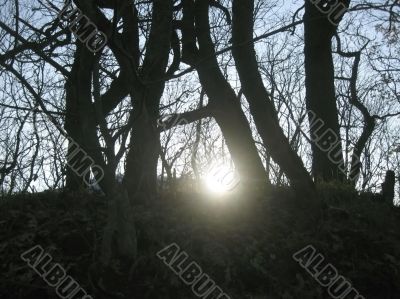 Autumn sun last shining
