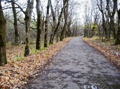 Road in the autumn forest