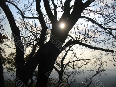 Sun shining through the trees
