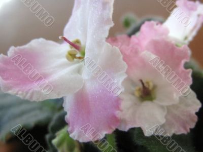 Saintpaulia flower