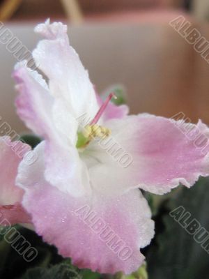 Saintpaulia flower