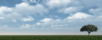 lonely tree