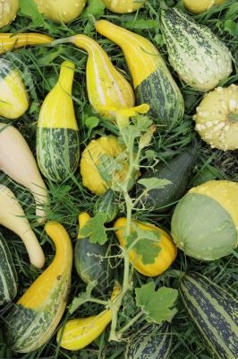 Decoratives pumpkins