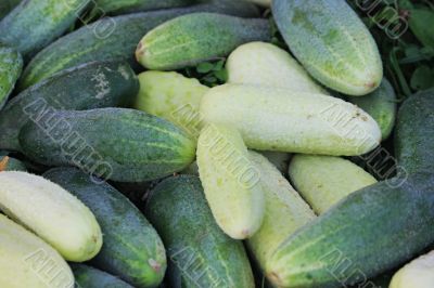 Miscellaneous cucumbers.