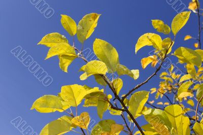 Yellow apple leaves