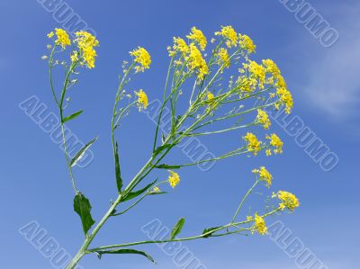 Crucifer yellow flowers