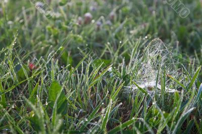 Morning grass
