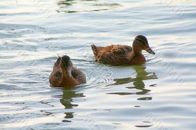 Ducklings