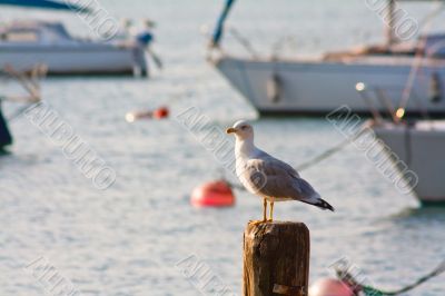 Garda - Lake Garda - Italy