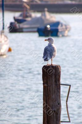 Garda - Lake Garda - Italy