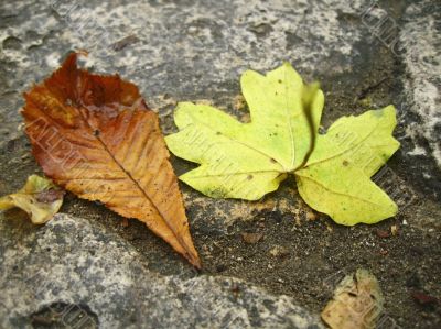 Yellow fallen leaves on the dark ground