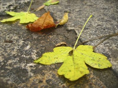 Yellow fallen leaves on the dark ground