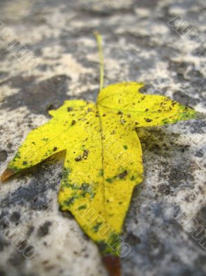 Yellow fallen leaf on the dark ground
