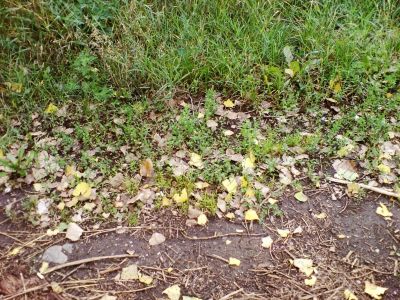 Fallen leaves and green grass. Fall coming