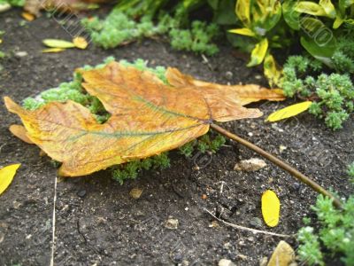 Yellow fallen leaf on the dark ground