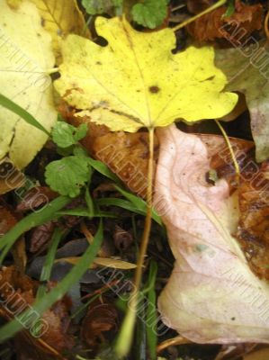 Yellow fallen leaf on the dark ground