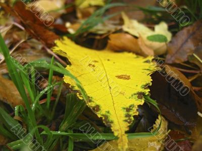 Yellow fallen leaf on the dark ground