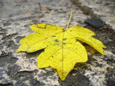 Yellow fallen leaf on the dark ground