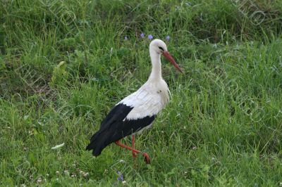 Stork 1