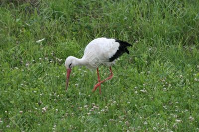 Stork 2