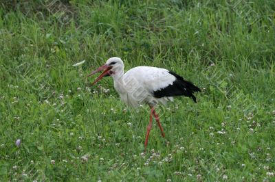 Stork 4