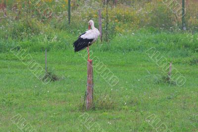 White stork
