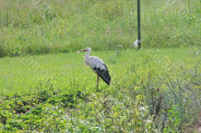White stork