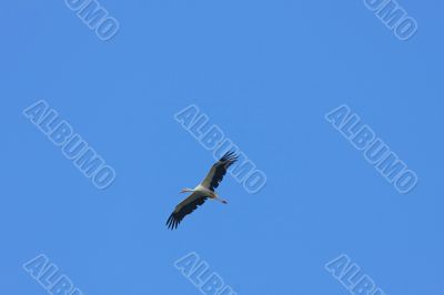 Stork in flight