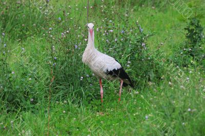 White stork