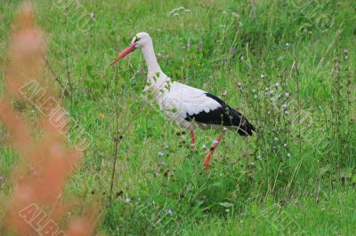 White stork