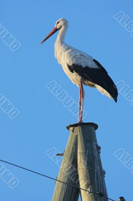 Stork on pole