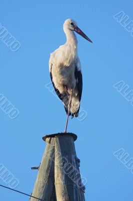 Stork on pole
