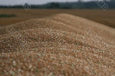 Grain