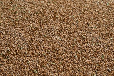 Grain