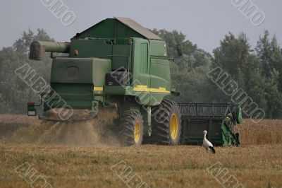 Stork in cornfield