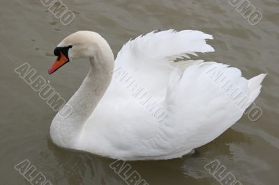 Swan in the lake