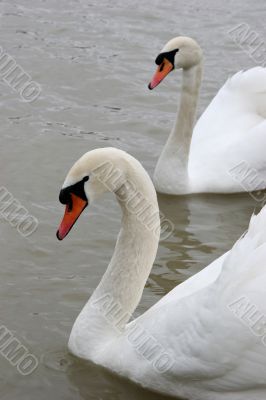 Swans in the lake