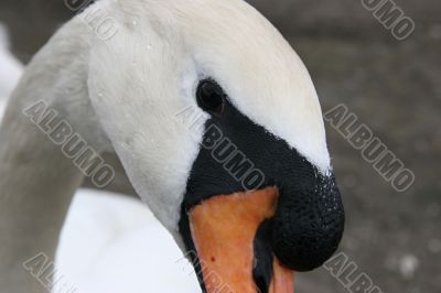 Portrait of a swan