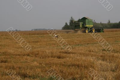 Stork in cornfield