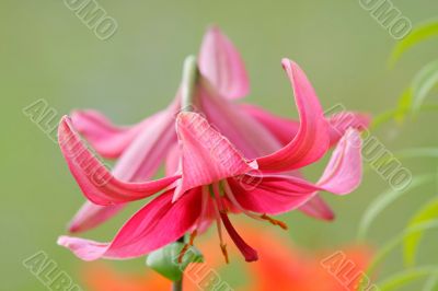 Pink lilly