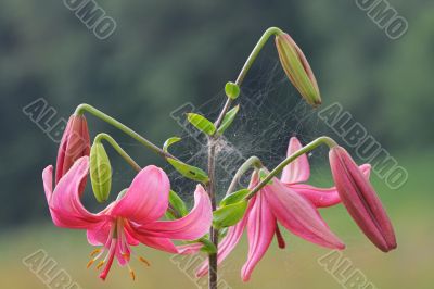 Pink lilly