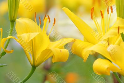Yellow lilly