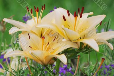 Beige lilly