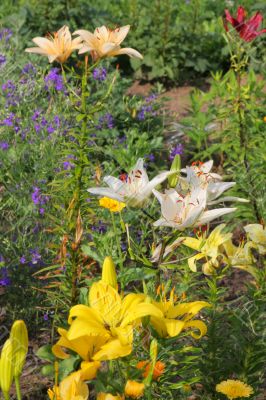 Lillies